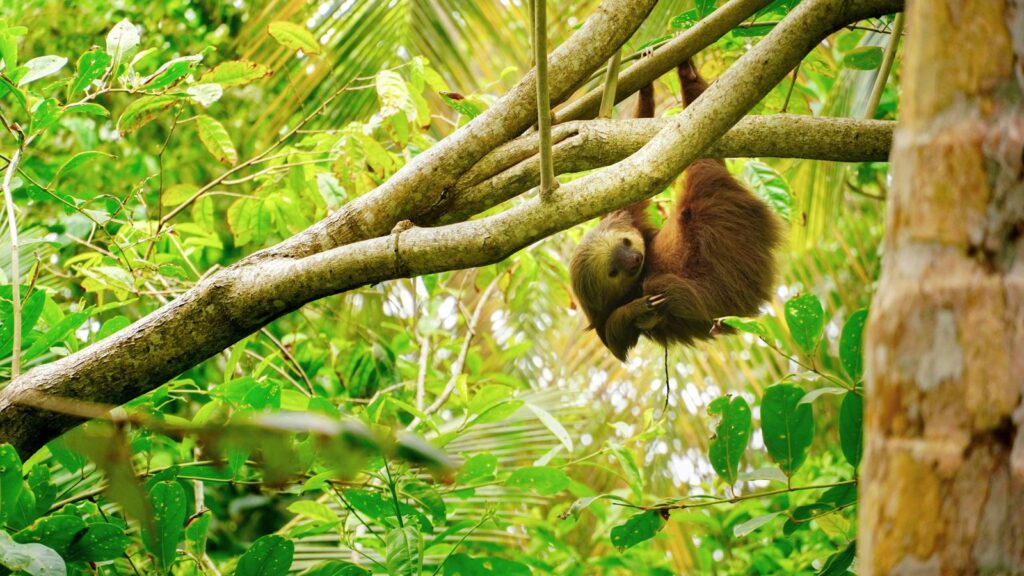 COSTA RICA MUST-SEES I 2 costa rica