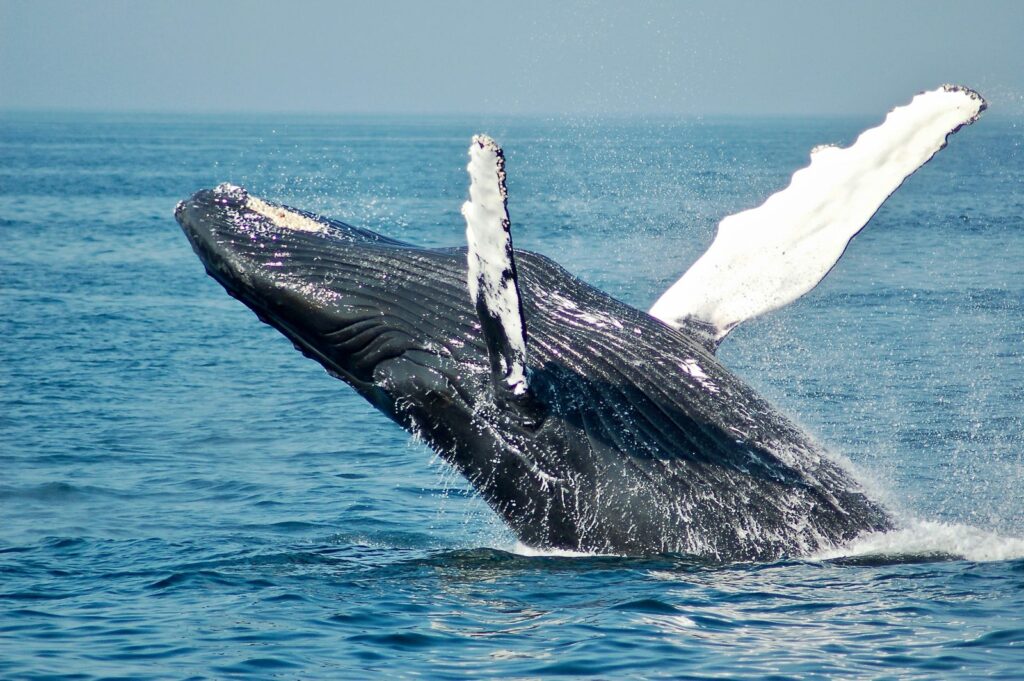 HUMPBACK WHALE 1 BALLENA 1
