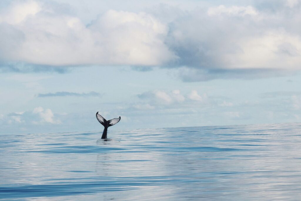 HUMPBACK WHALE 2 BALLENA