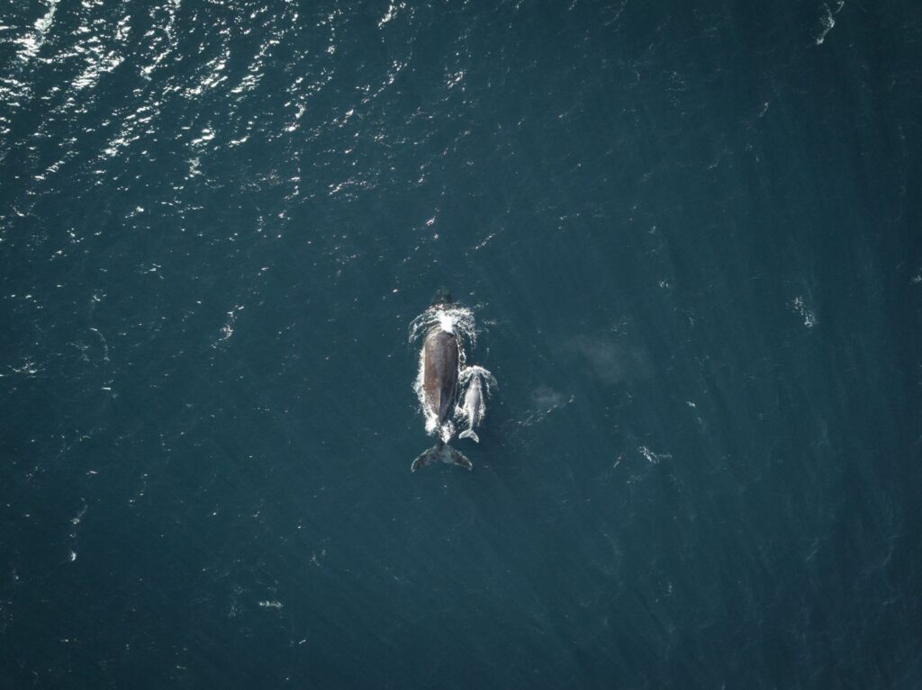 HUMPBACK WHALE 3 BALLENA 2