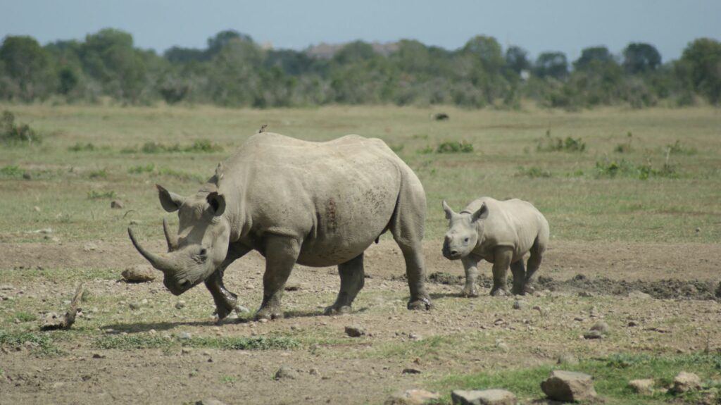 WHITE RHINOCEROS 1 rino