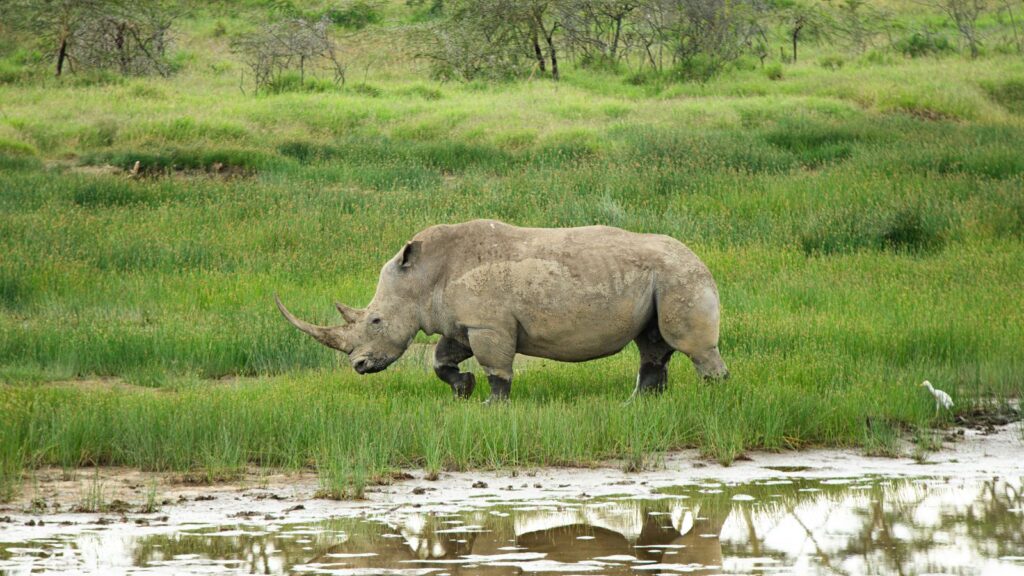 WHITE RHINOCEROS 3 rino 2