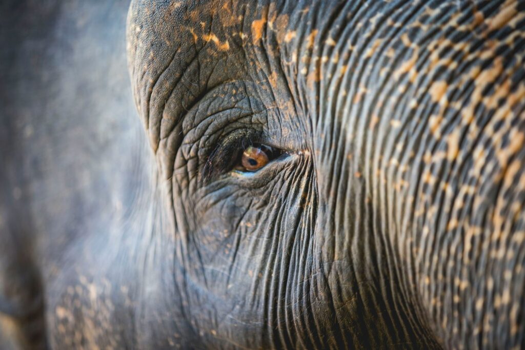 Two Weeks in Sri Lanka: Elephant Sanctuary 3 sri lanka