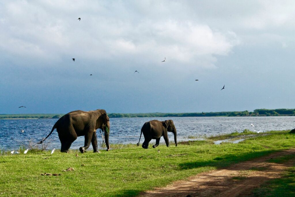 Two Weeks in Sri Lanka: Elephant Sanctuary 2 sri lanka 2