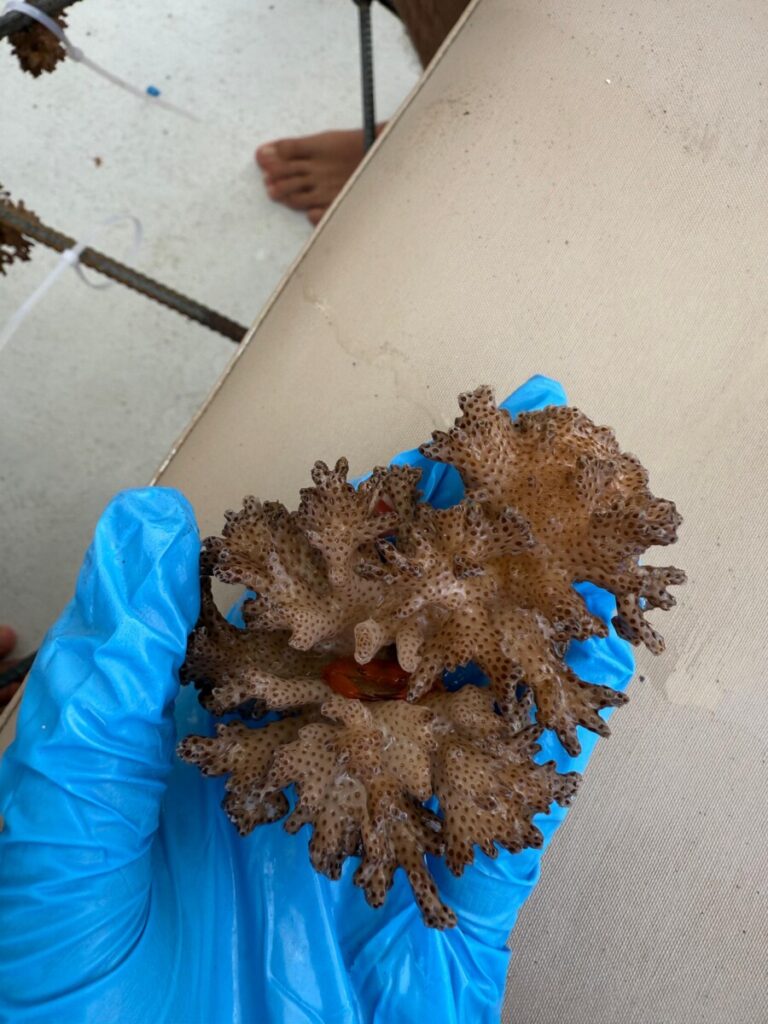 RESTORING CORALS 3 WhatsApp Image 2025 08 07 at 12.39.50