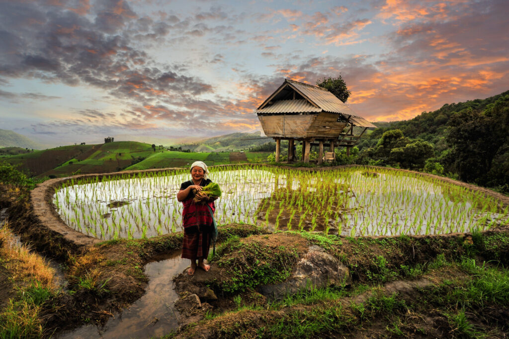 INDONESIA AND ITS WORDS 3 rice terrace rice field of thailand pa pong peang 2025 10 28 21 57 01 utc