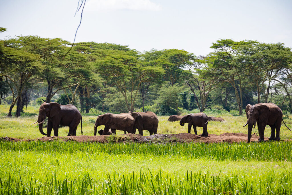 Blog and experiences 33 elephants walking through grassy field in africa 2026 03 10 03 15 16 utc