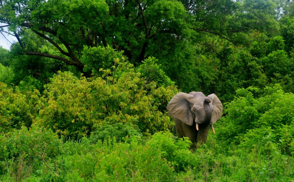 MOLE NATIONAL PARK 2 julianna corbett R3IYAFLDX0I unsplash
